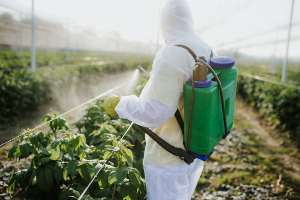 Best Ant Control Services  in Oak Forest, IL